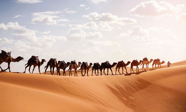 Berber guide leading a camel caravan across the Sahara Desert dunes at sunrise near Merzouga