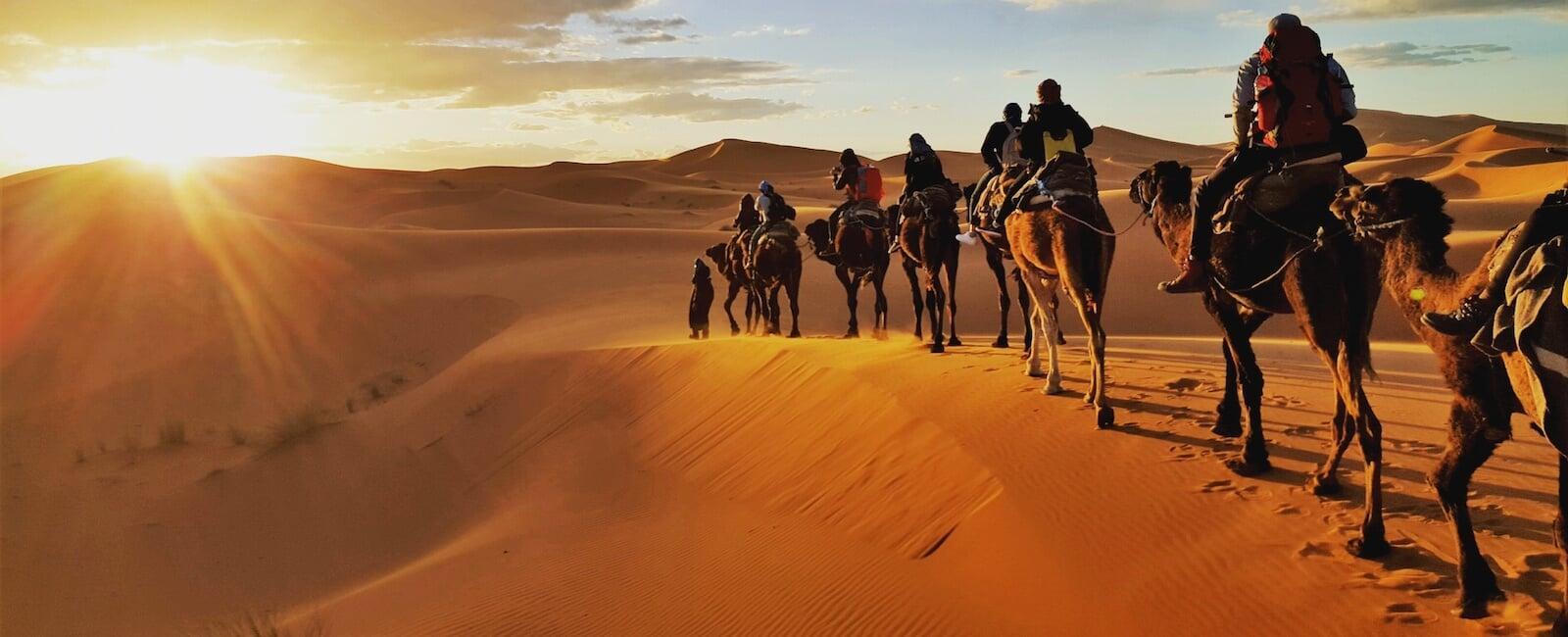 Camel caravan crossing the golden Sahara dunes in Morocco at sunset