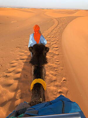 Children on a sunset camel trek into the Erg Chebbi dunes, the high point of many family Morocco tours